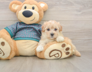 8 week old Maltipoo Puppy For Sale - Seaside Pups