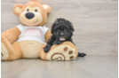 Friendly Maltipoo Baby