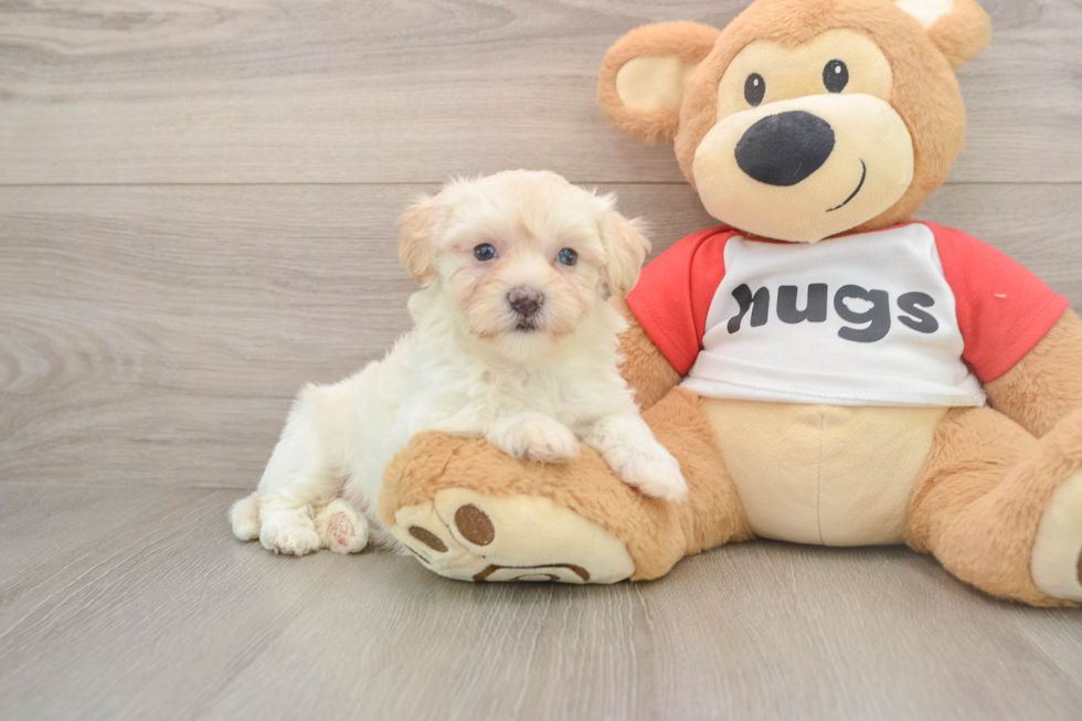 Funny Maltipoo Poodle Mix Pup