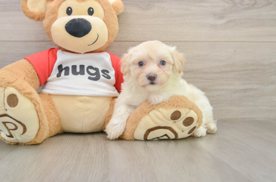 Petite Maltipoo Poodle Mix Pup