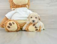 8 week old Maltipoo Puppy For Sale - Seaside Pups