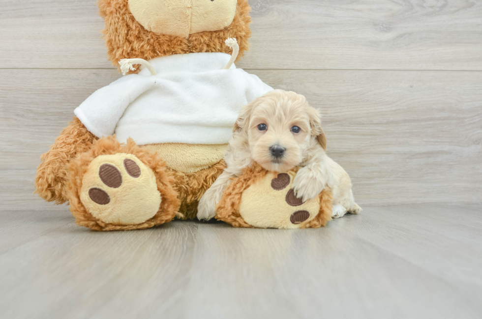 6 week old Maltipoo Puppy For Sale - Seaside Pups