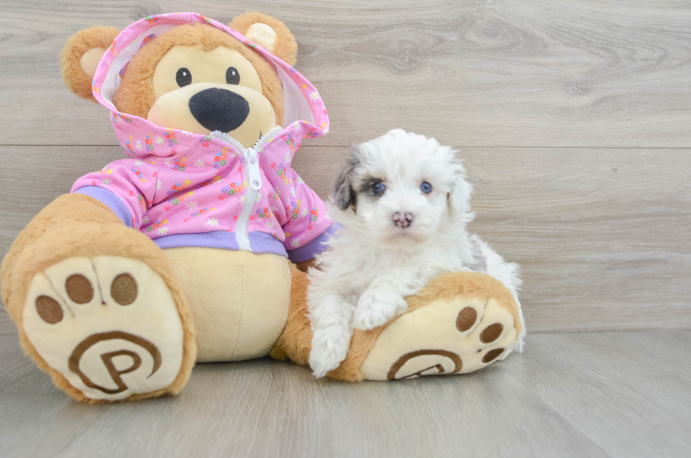 5 week old Maltipoo Puppy For Sale - Seaside Pups