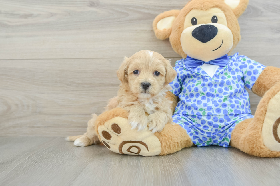 6 week old Maltipoo Puppy For Sale - Seaside Pups