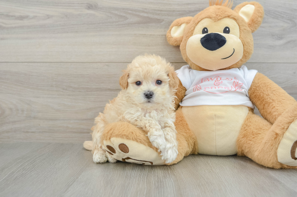 7 week old Maltipoo Puppy For Sale - Seaside Pups