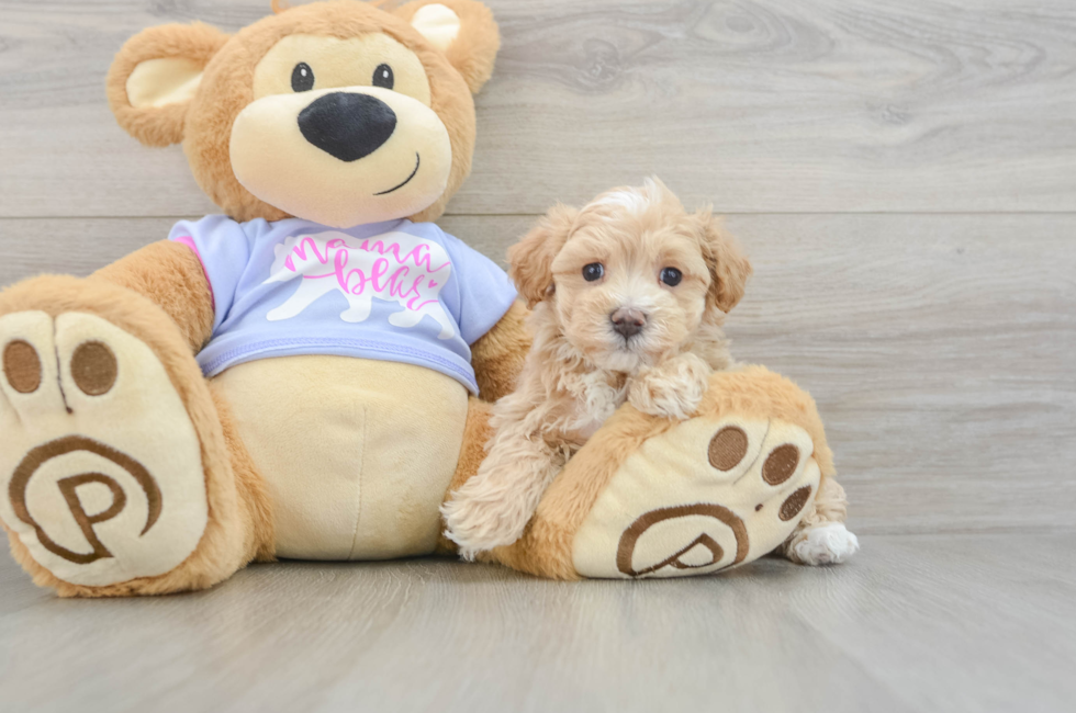 5 week old Maltipoo Puppy For Sale - Seaside Pups