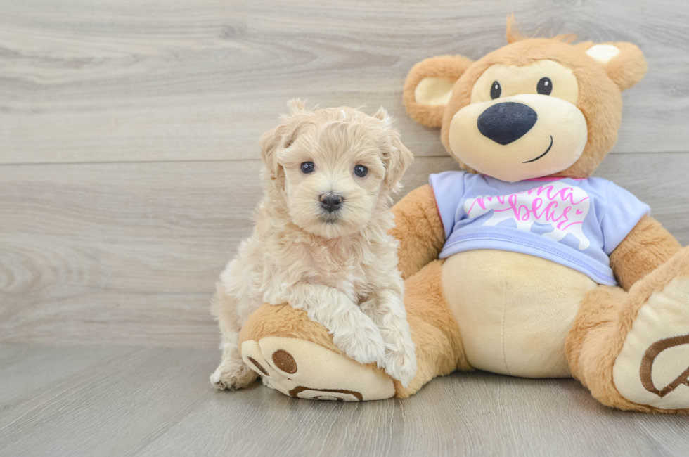 6 week old Maltipoo Puppy For Sale - Seaside Pups