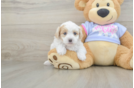 Maltipoo Pup Being Cute