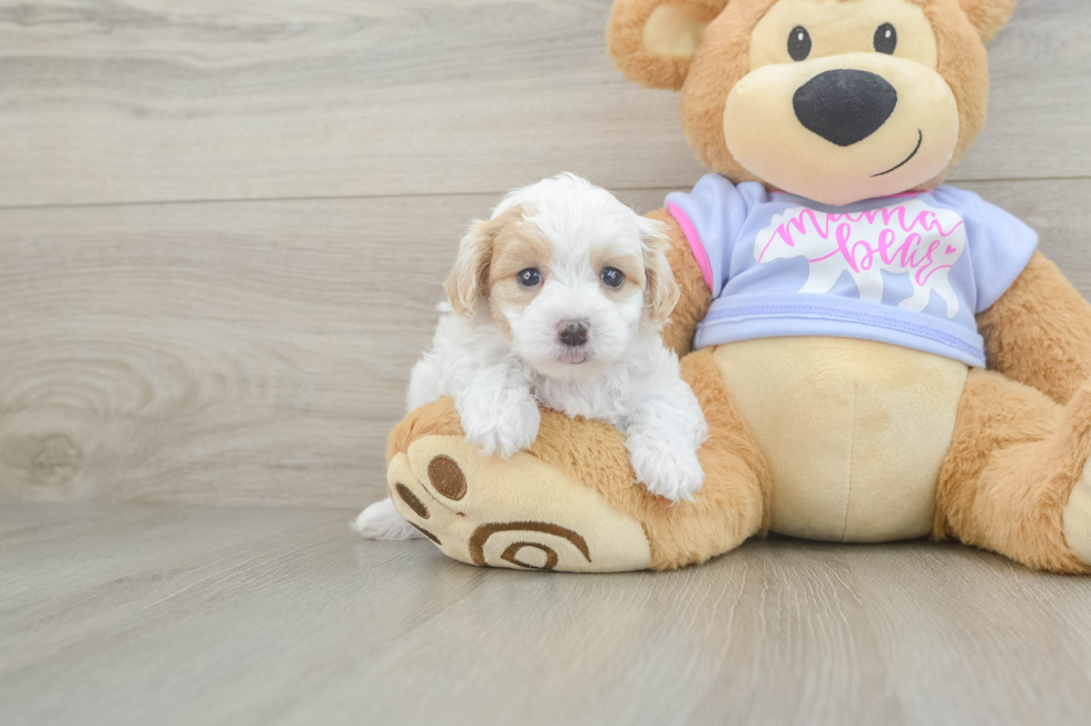 Maltipoo Pup Being Cute