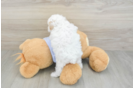 Energetic Maltidoodle Poodle Mix Puppy