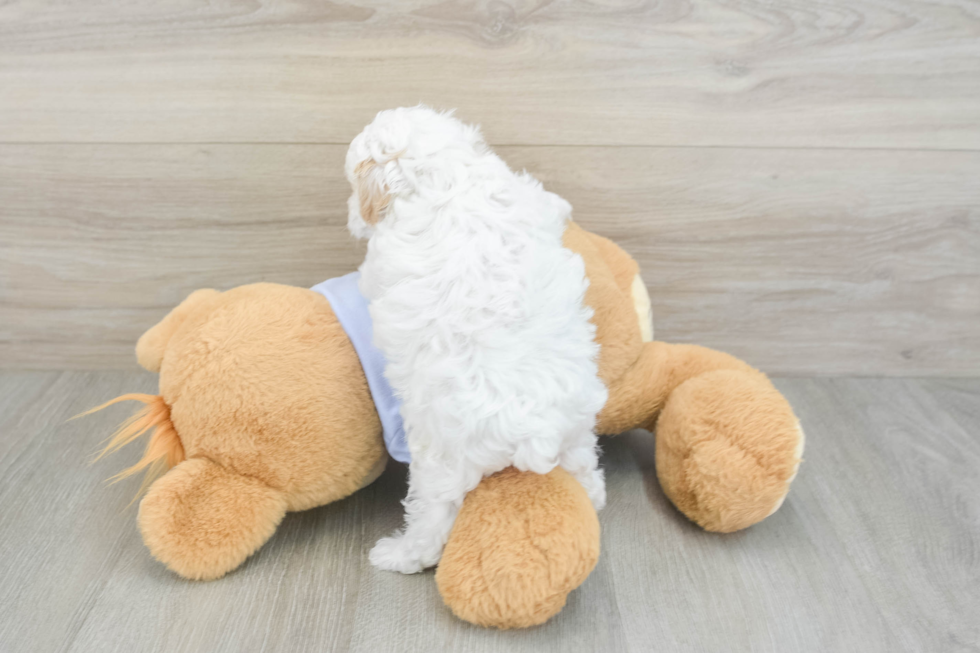 Energetic Maltidoodle Poodle Mix Puppy