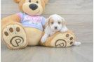 Maltipoo Puppy for Adoption