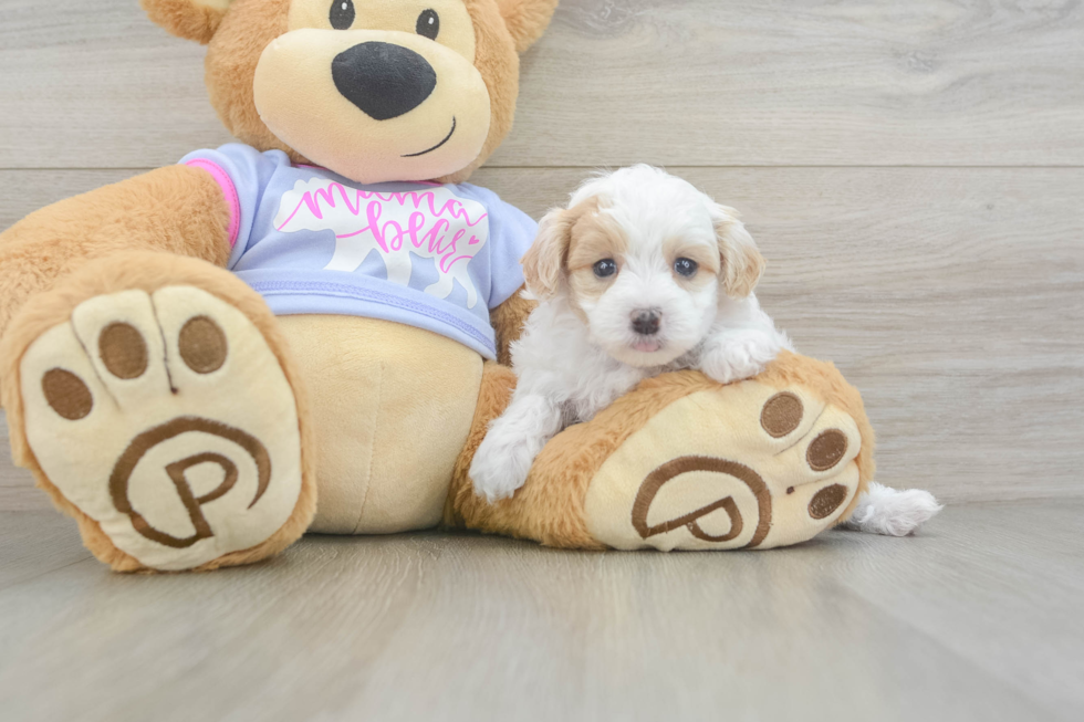 Maltipoo Puppy for Adoption