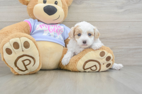 Maltipoo Puppy for Adoption