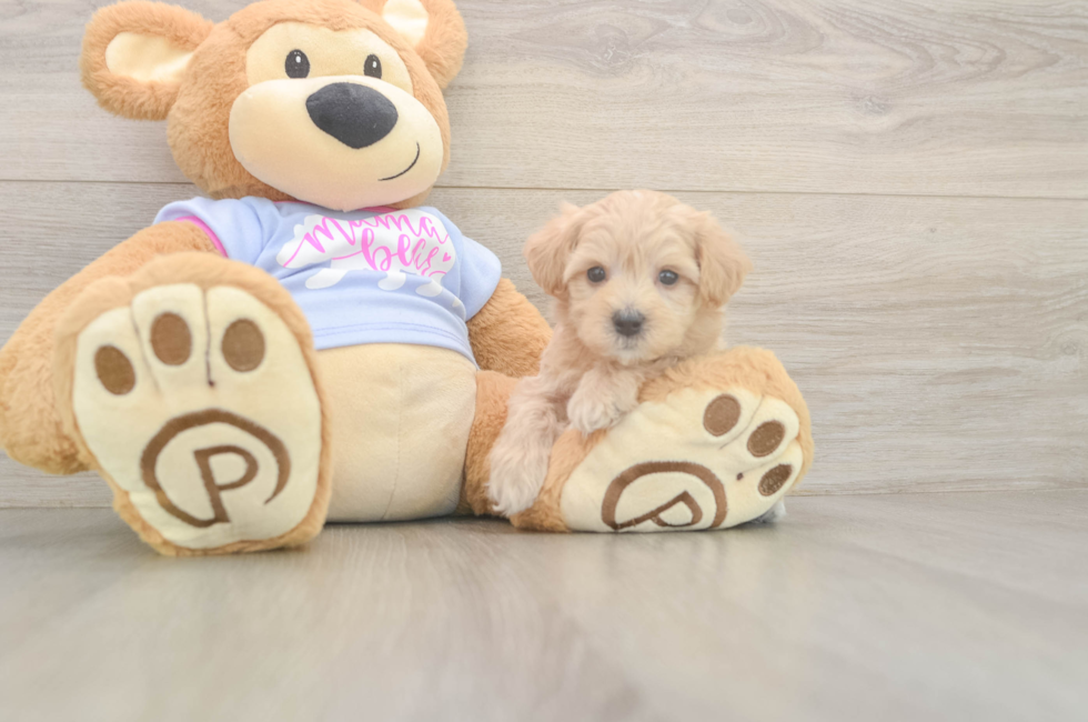 5 week old Maltipoo Puppy For Sale - Seaside Pups