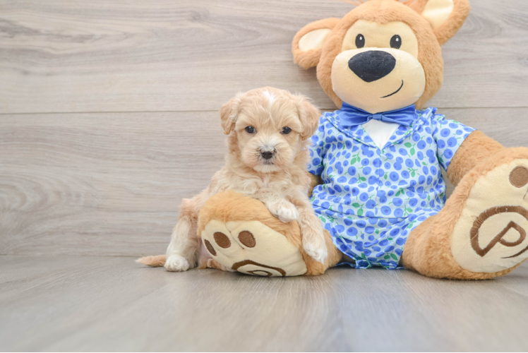 Maltipoo Puppy for Adoption