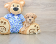 8 week old Maltipoo Puppy For Sale - Seaside Pups