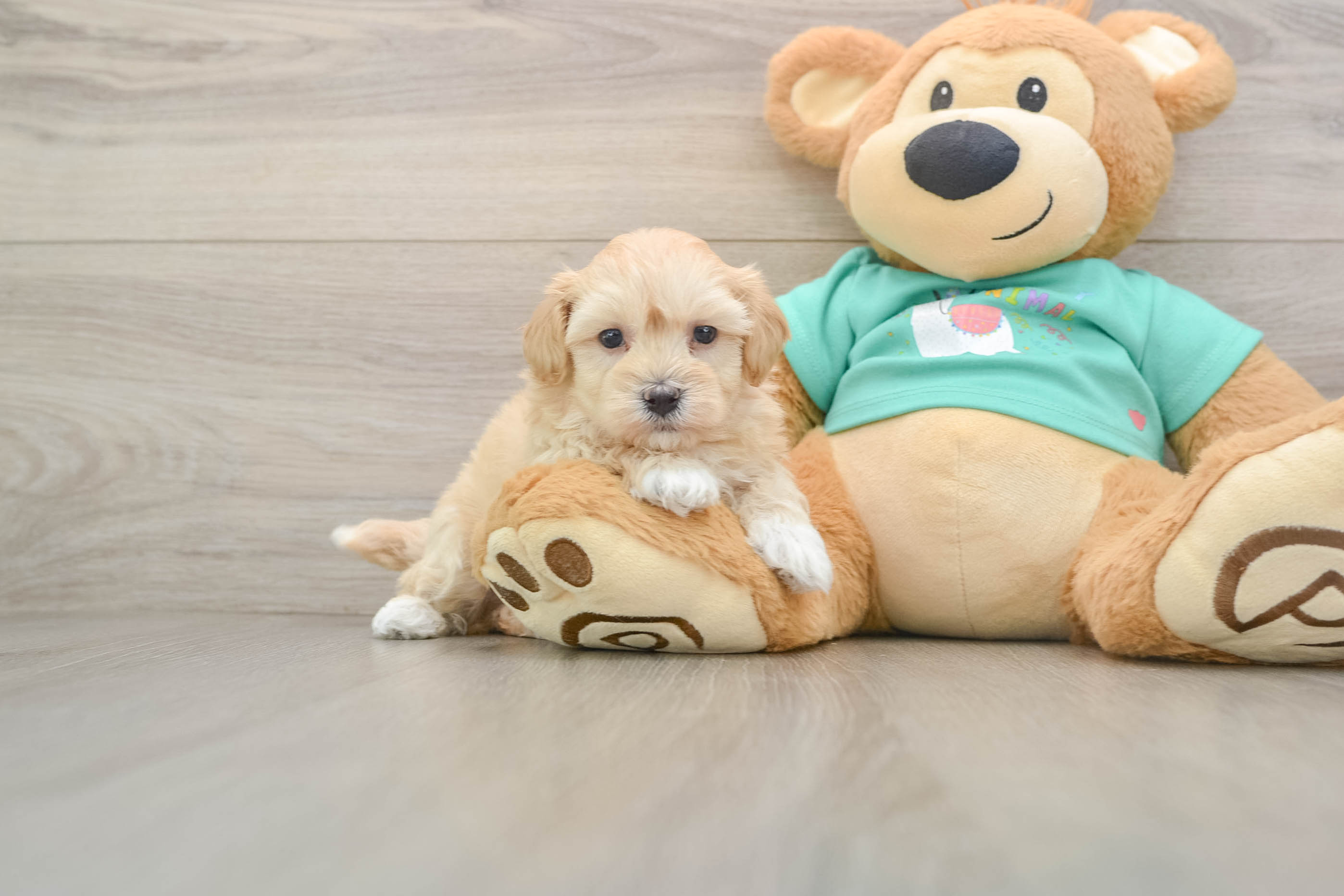 Petite Maltipoo Poodle Mix Pup
