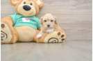 Sweet Maltipoo Baby