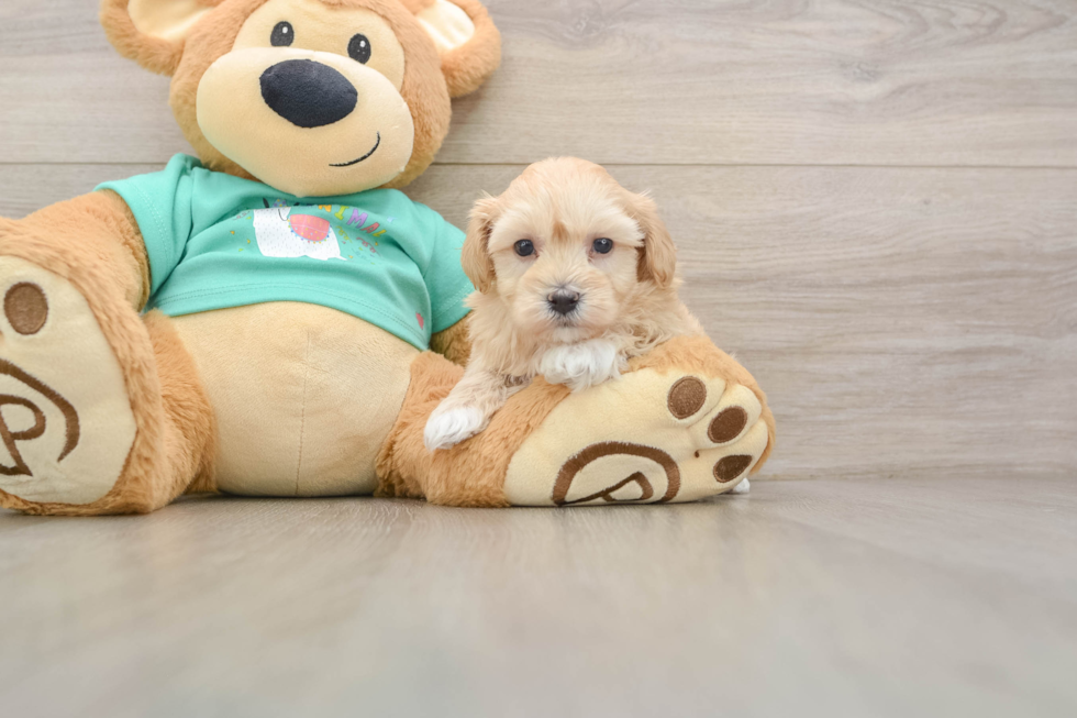 Sweet Maltipoo Baby