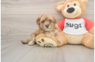 Little Malt Oodle Poodle Mix Puppy