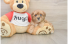 Best Maltipoo Baby
