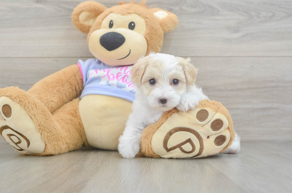 6 week old Maltipoo Puppy For Sale - Seaside Pups