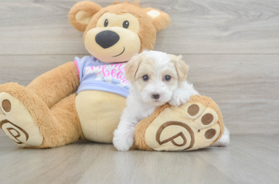 Maltipoo Puppy for Adoption