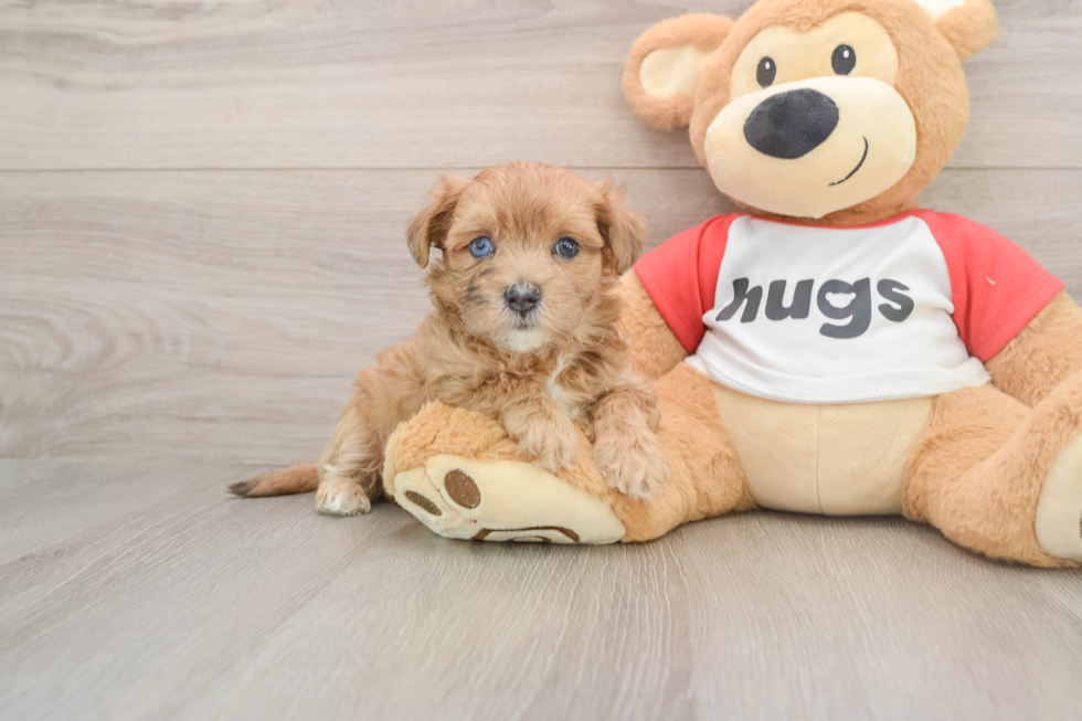 Maltipoo Pup Being Cute