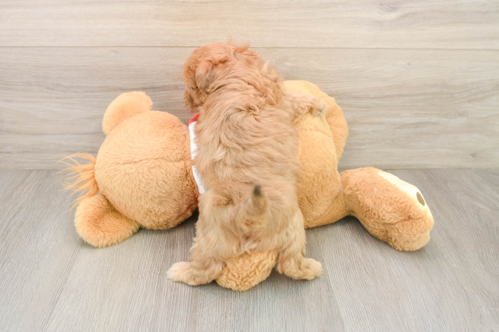 Maltipoo Puppy for Adoption