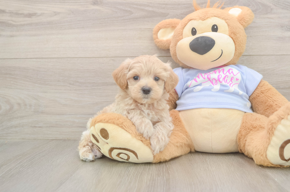 5 week old Maltipoo Puppy For Sale - Seaside Pups