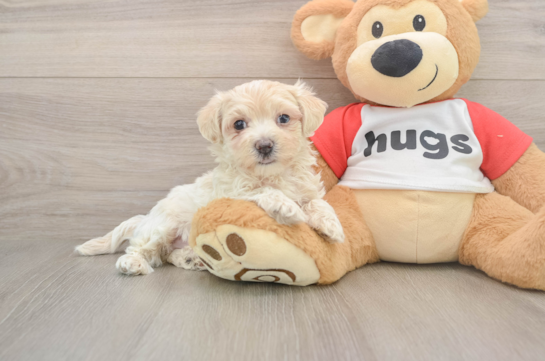 Cute Maltipoo Baby