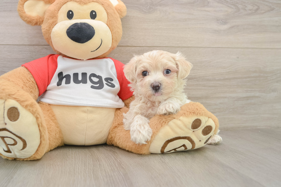 Maltipoo Pup Being Cute