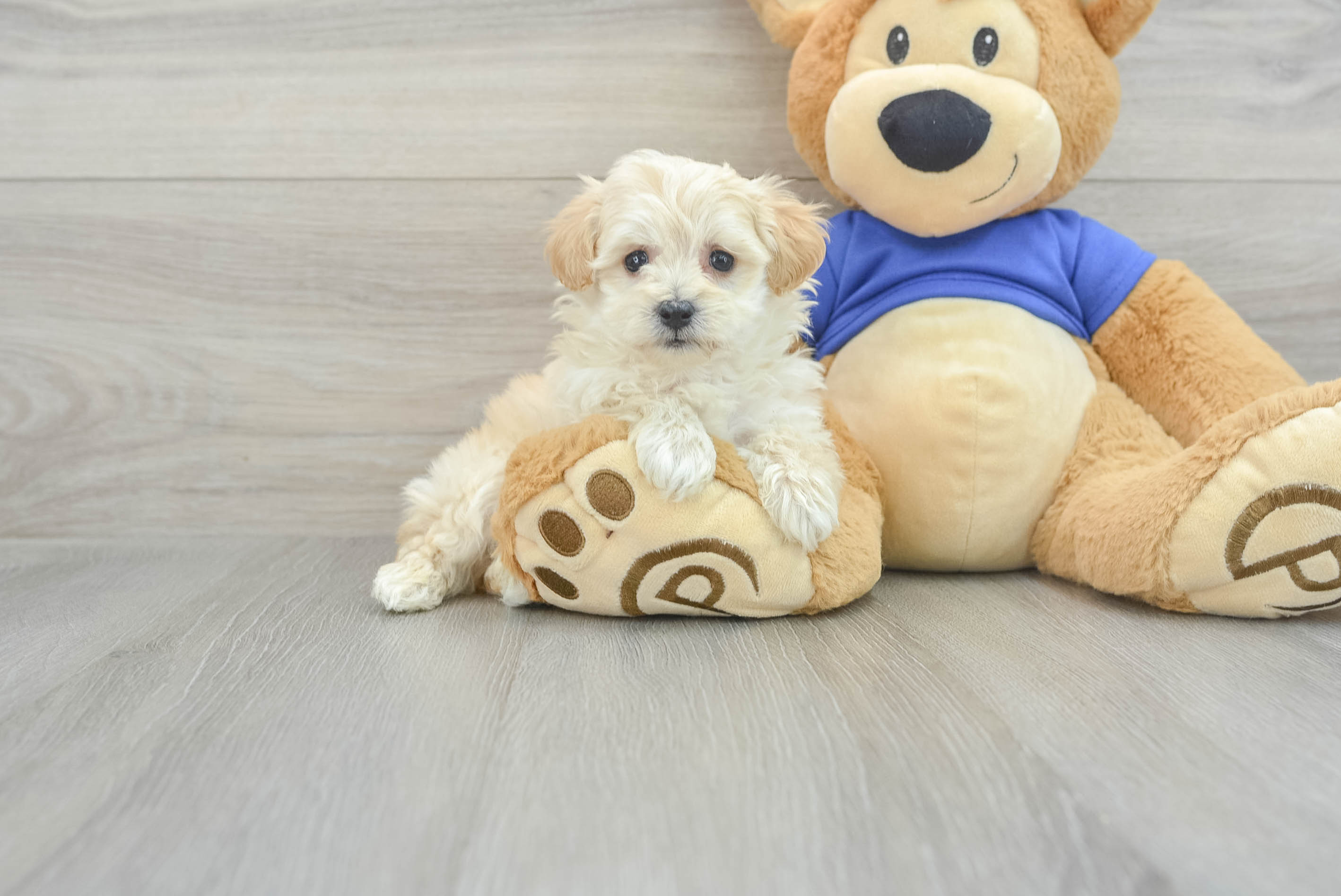 Funny Maltipoo Poodle Mix Pup