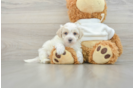 Best Maltipoo Baby