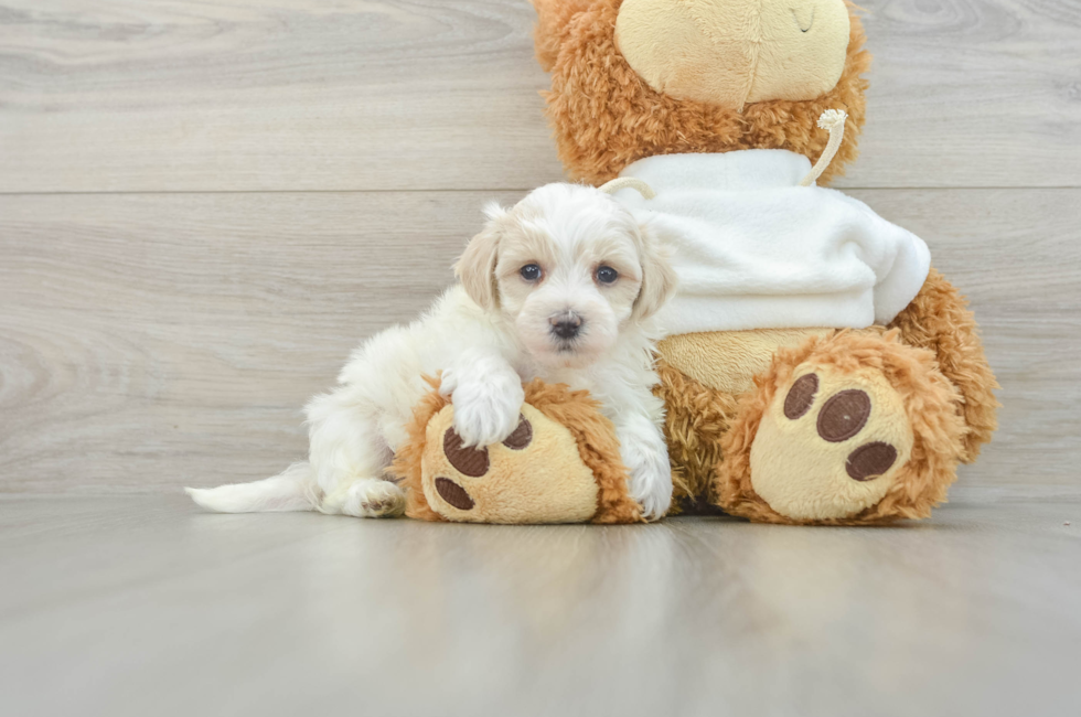 6 week old Maltipoo Puppy For Sale - Seaside Pups