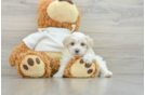 Maltipoo Puppy for Adoption