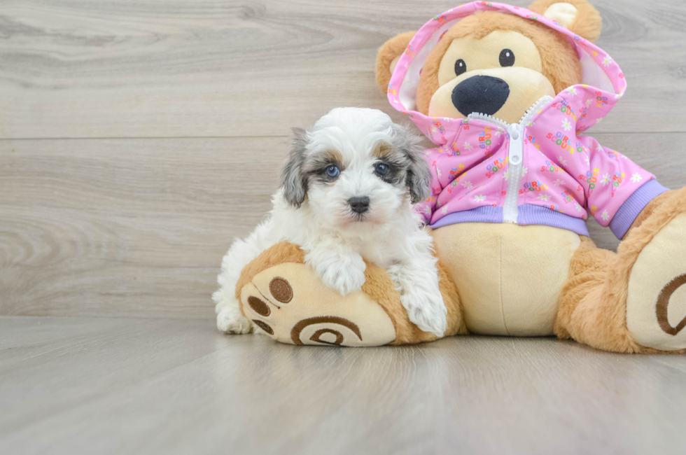 5 week old Maltipoo Puppy For Sale - Seaside Pups