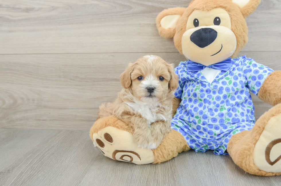 6 week old Maltipoo Puppy For Sale - Seaside Pups