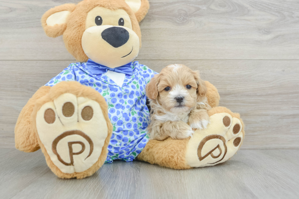 Maltipoo Pup Being Cute