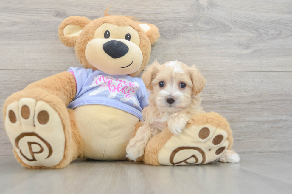 5 week old Maltipoo Puppy For Sale - Seaside Pups