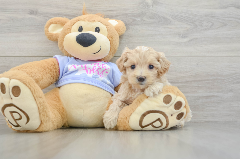 6 week old Maltipoo Puppy For Sale - Seaside Pups