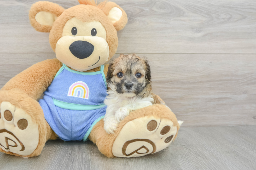 5 week old Maltipoo Puppy For Sale - Seaside Pups