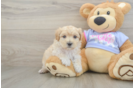 Maltipoo Pup Being Cute