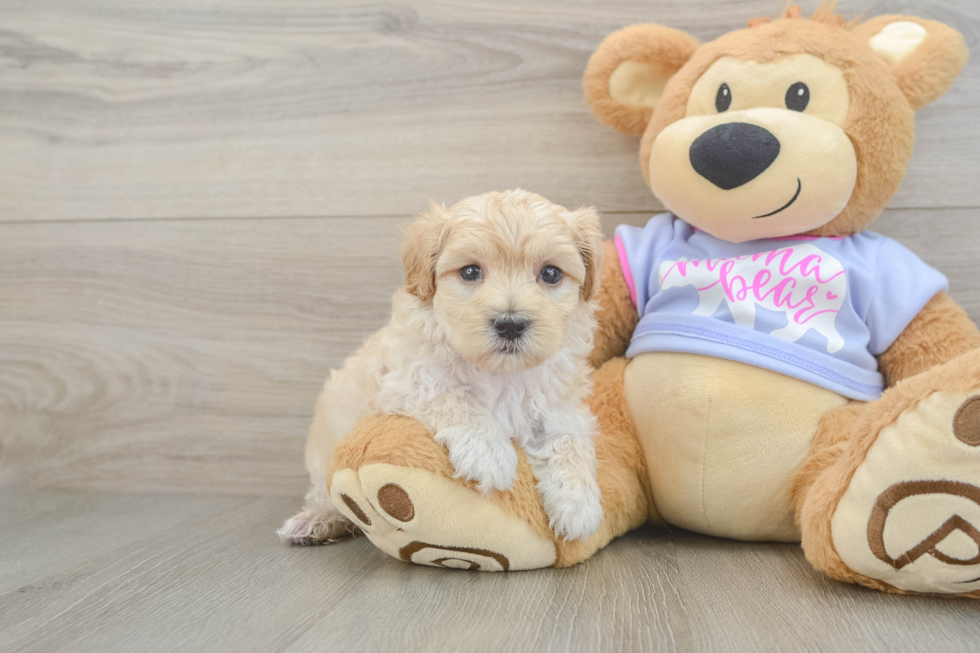 Maltipoo Pup Being Cute