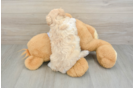 Friendly Maltipoo Baby