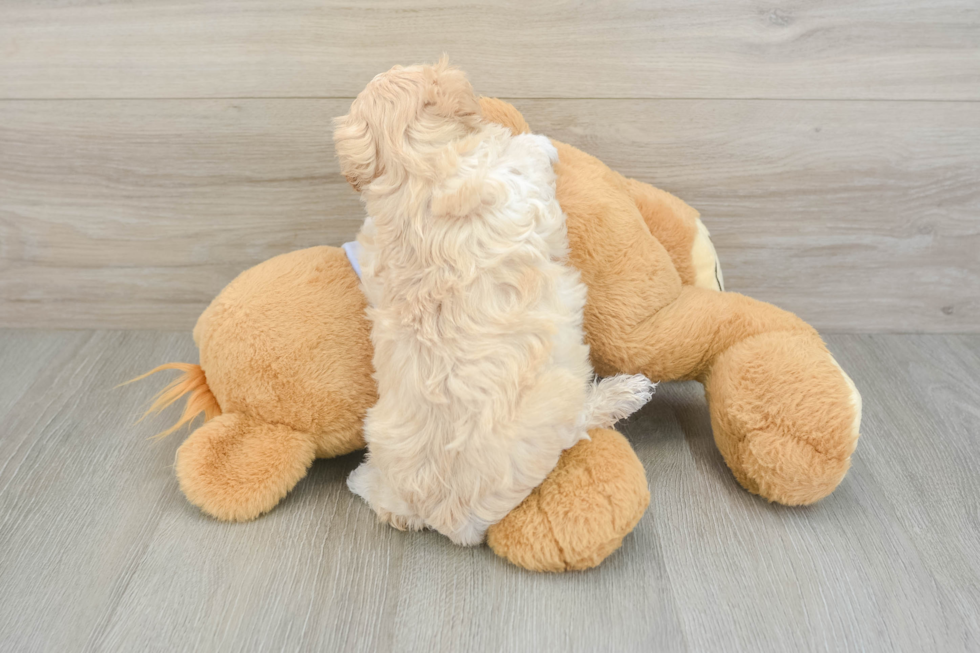 Friendly Maltipoo Baby