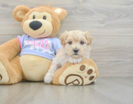 9 week old Maltipoo Puppy For Sale - Seaside Pups