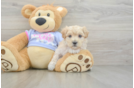 Maltipoo Pup Being Cute