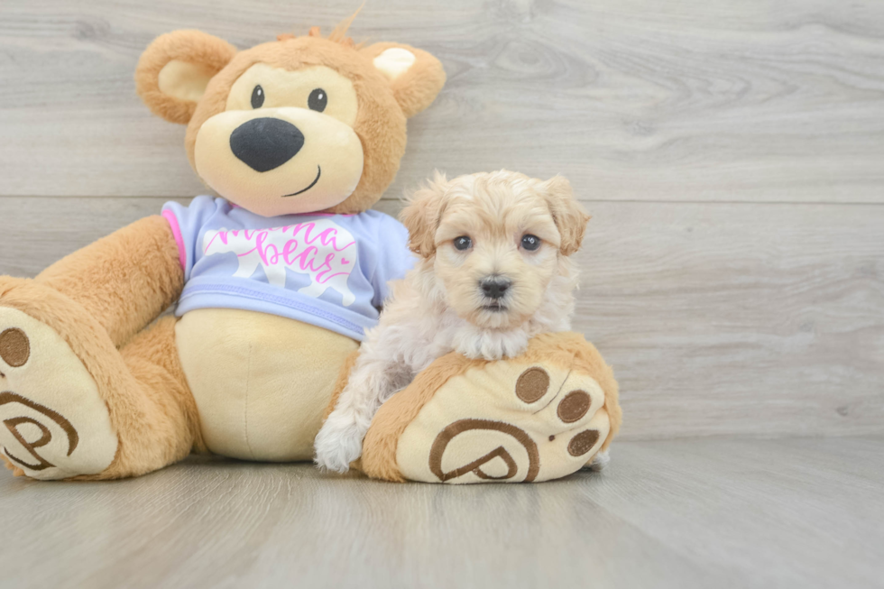 Maltipoo Pup Being Cute